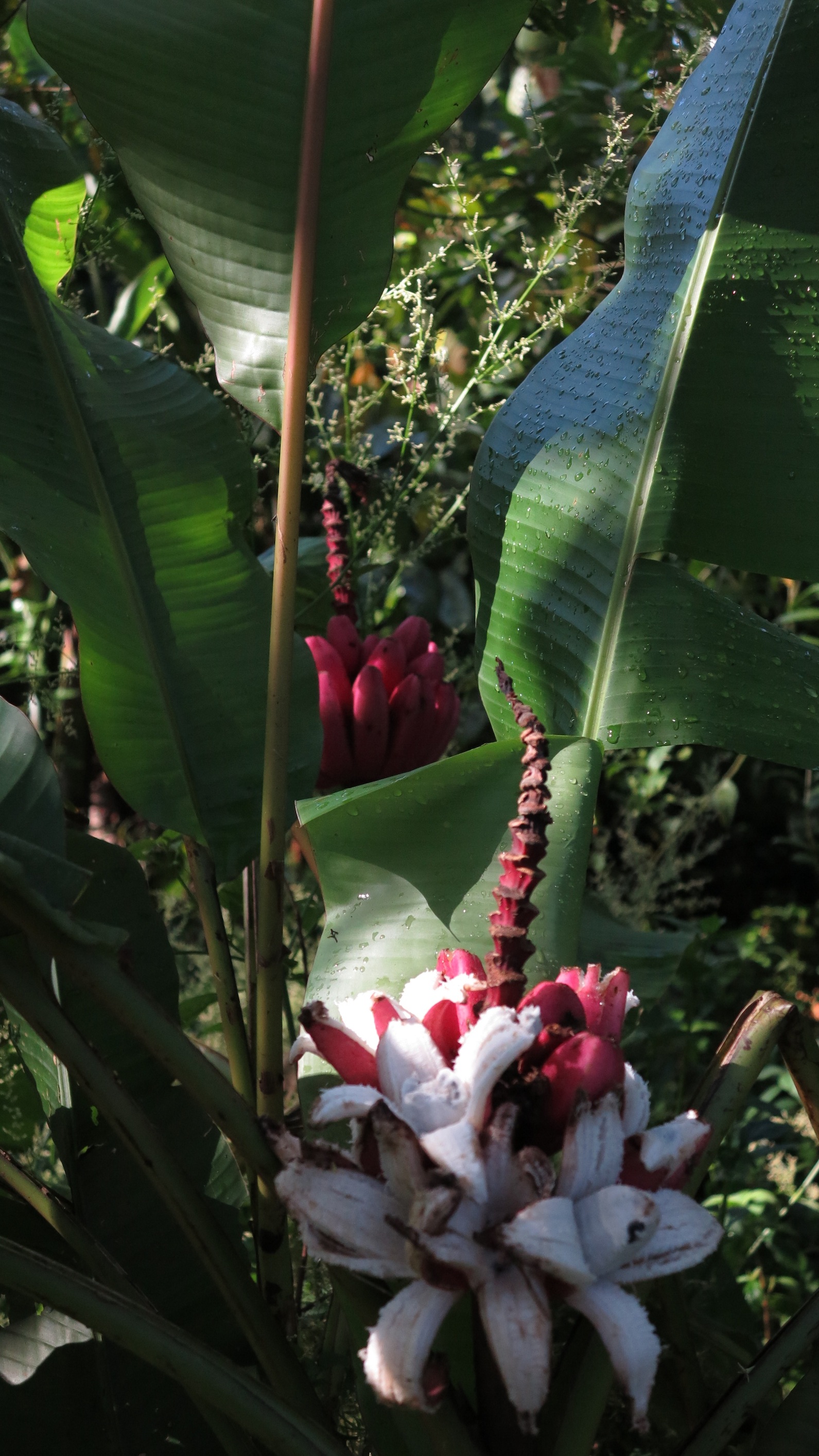 4.Banana plant