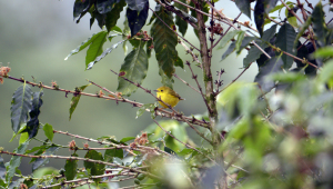 yellow_warbler_coffeeplant