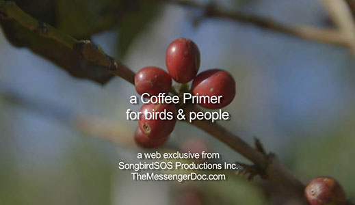A Coffee Primer for Birds and People